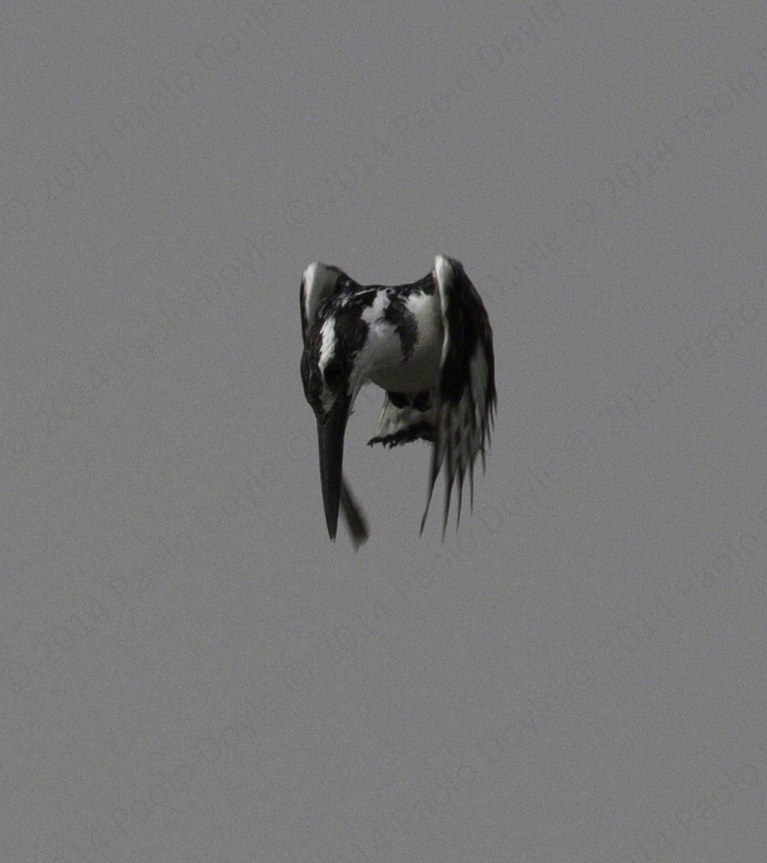 Paolo Doyle - Pied Kingfisher.