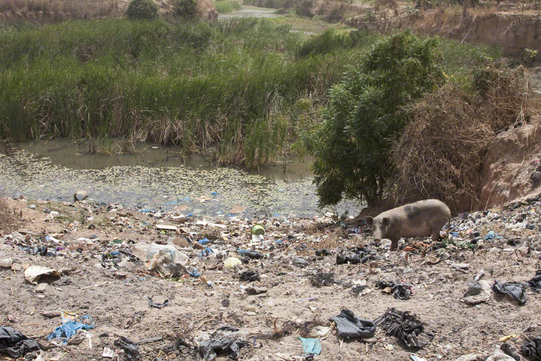 Paolo Doyle - Local nature reserve, Gambia.